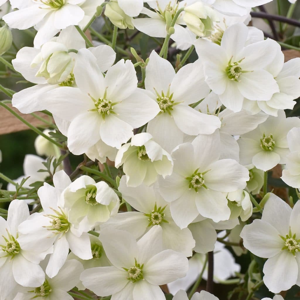 Clematis Avalanche