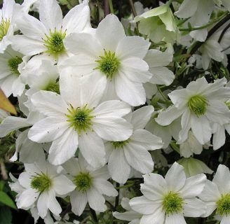 Clematis avalanche: Lo que no sabias de esta planta enredadera.