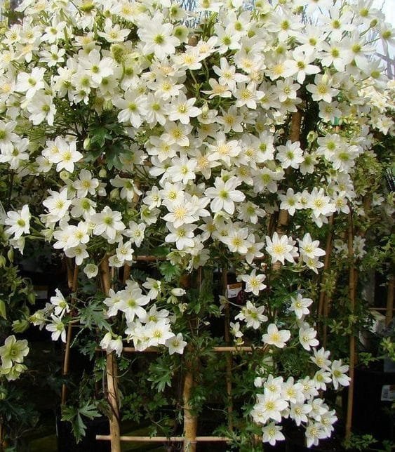 Clematis Avalanche