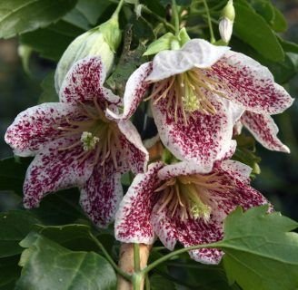 Clematis Cirrhosa: Todo lo que debes saber sobre este arbusto trepador.