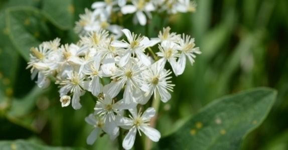 clematis erecta