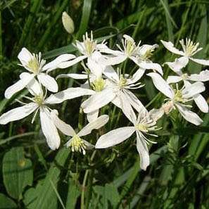 Clematis erecta: Todo lo que debes saber de esta planta.