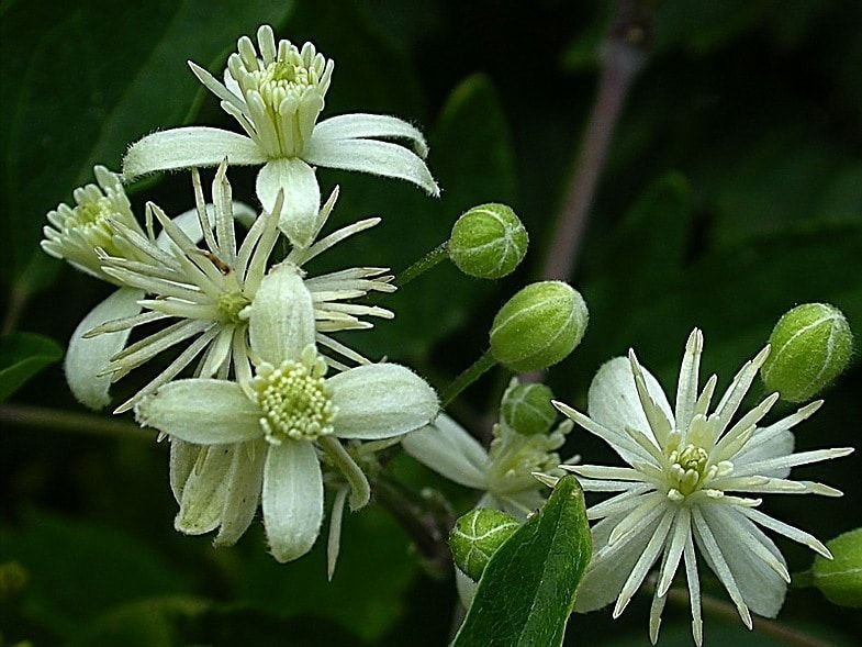 clematis erecta