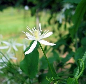 Clematis terniflora: todo lo que debes saber de esta planta.