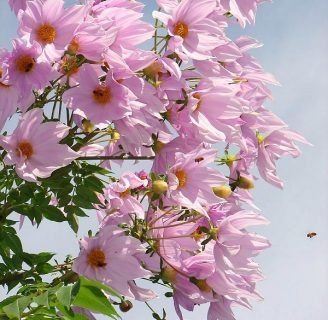 Dahlia imperialis: Todo lo que debes saber sobre esta especie de planta