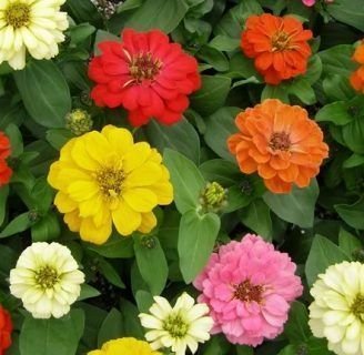 Dalia enana: cuidados, semillas y mucho más de esta especie