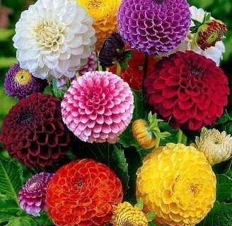 Dalia pompon  o Dalia cactus: Todo lo que debes saber de la especie