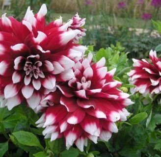 Dalia: Significado, cuidados, cultivo, semillas, variedades y más