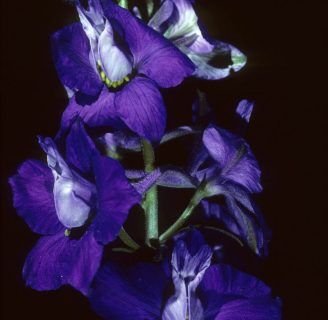 Delphinium ajacis: Lo que debes saber de esta planta herbácea ornamental