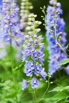 floración del delphinium belladonna