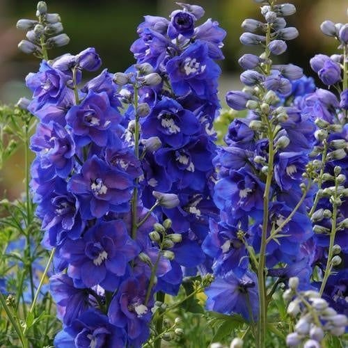 delphinium-belladonna