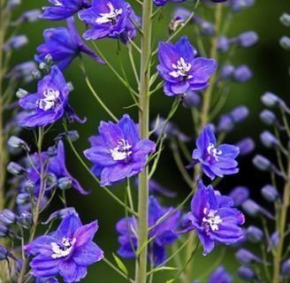 Delphinium belladonna. Todo lo que debes saber de esta especie