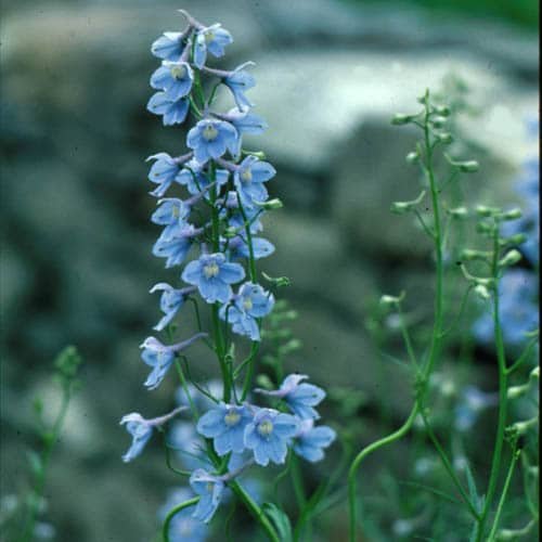 ejemplar de delphinium belladonna