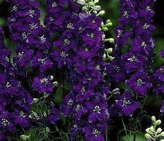 Delphinium consolida: Todo lo que debes saber de esta especie