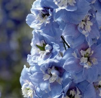 Delphinium elatum: Todo lo que debes saber de esta especie