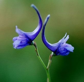 Delphinium peregrinum: Lo que ignoras de esta especie de hierbas