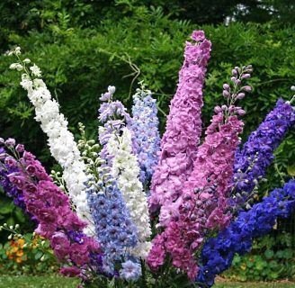 Delphinium: cuidados y propiedades de esta increíble familia de plantas