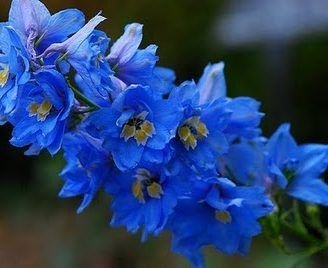 Delphinium staphisagria: Todo lo que debes saber de esta especie venenosa