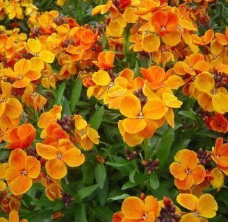 Flor de alelí: Cuidados, poda, significado y mucho más