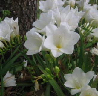 Flor de Freesia: Todo lo que debes saber sobre estas hermosas flores