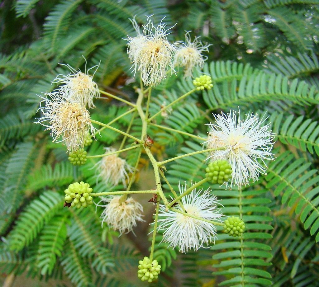 flor de mimosa bimucronata