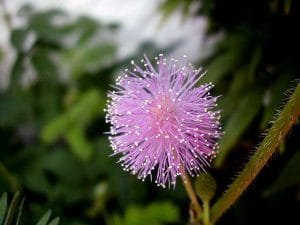 comportamiento de la flor de mimosa