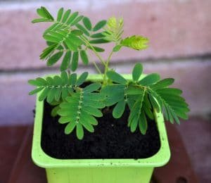 flor de mimosa en maceta
