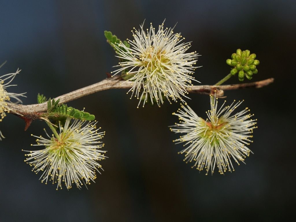 características de la flor de mimosa