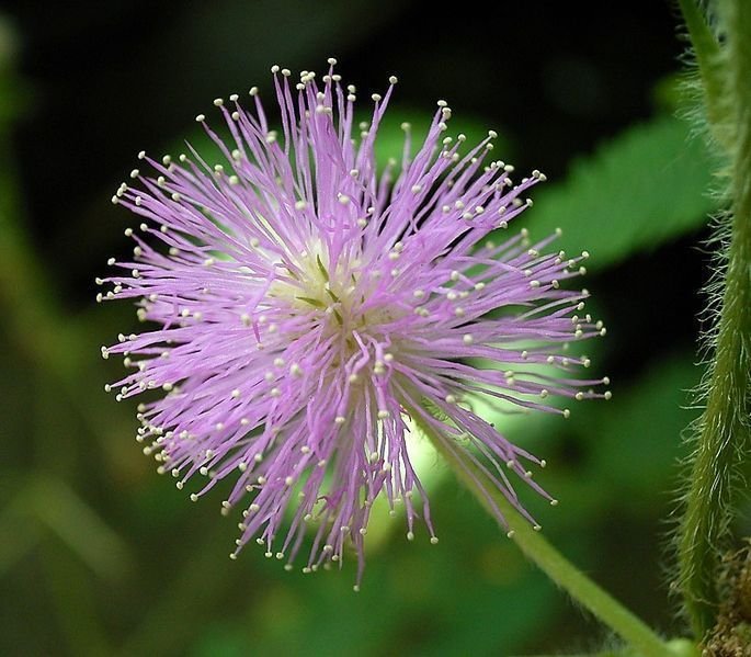 ejemplar de flor de mimosa