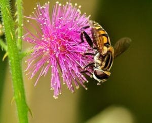 usos medicinales de la flor de mimosa