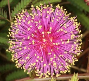 flor de mimosa quadrivalvis