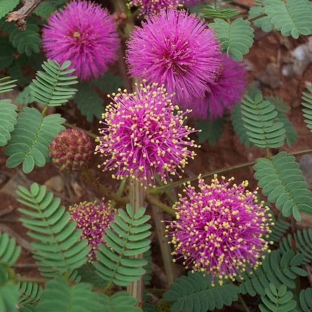 significado de la flor de mimosa