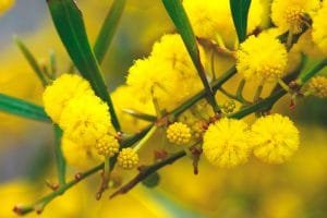 flor de mimosa amarilla