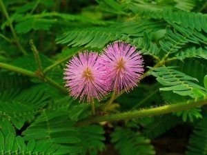Flor de mimosa en la floriografía