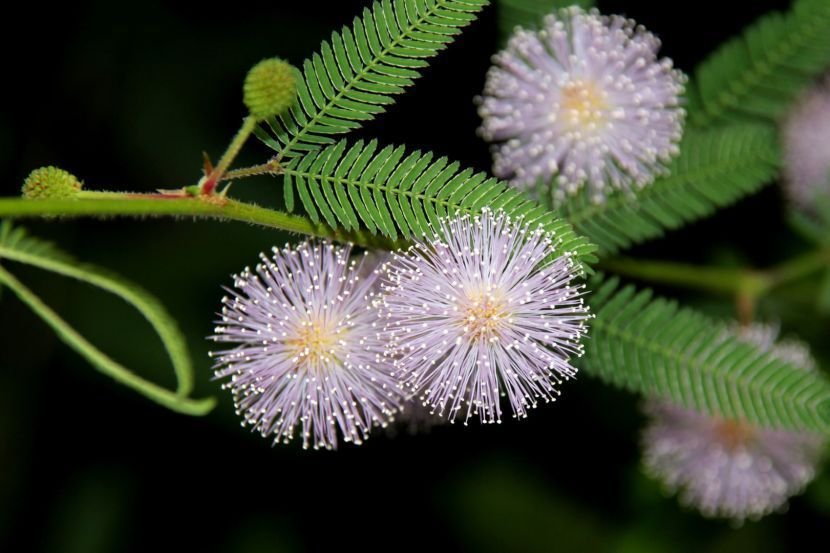 flor de mimosa pudica