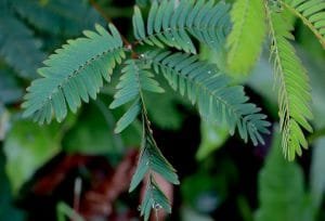 Hojas de la flor de mimosa