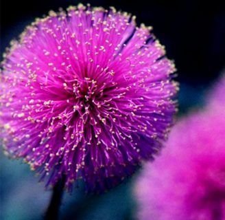 Flor de Mimosa: Características, significado y mucho más
