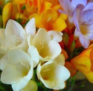 Freesia hybrida: Todo lo que necesitas saber de esta flor