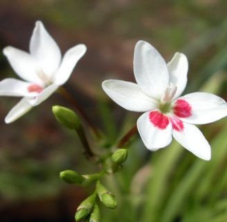 Freesia laxa: Todo lo que debes saber de esta especie