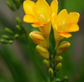 Freesia refracta: Todo lo que ignoras sobre esta planta