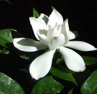 Gardenia augusta: Lo que necesitas saber sobre este árbol perenne