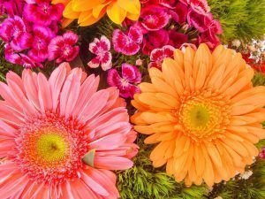 Significado de las gerberas y sus colores:Conoce el simbolismo de ellos