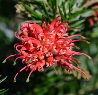 Grevillea juniperina: Todo lo que debes saber de esta especie de flores