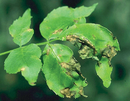 hibiscus moscheutos