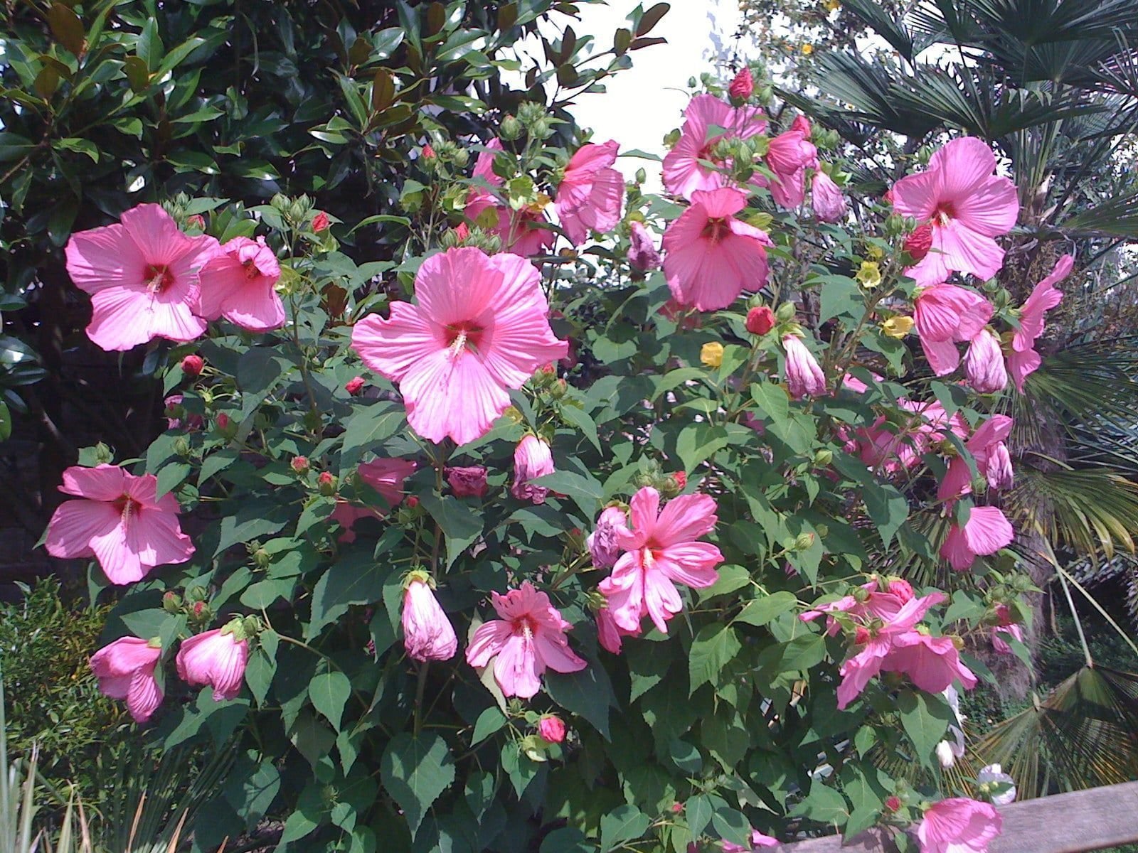 hibiscus moscheutos