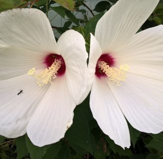 Hibiscus moscheutos: Todo lo que debes saber de esta especie.