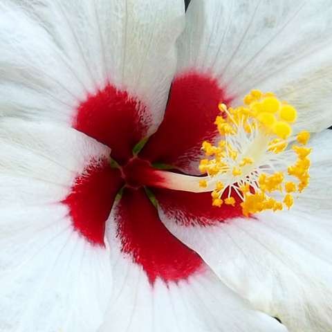 hibiscus moscheutos