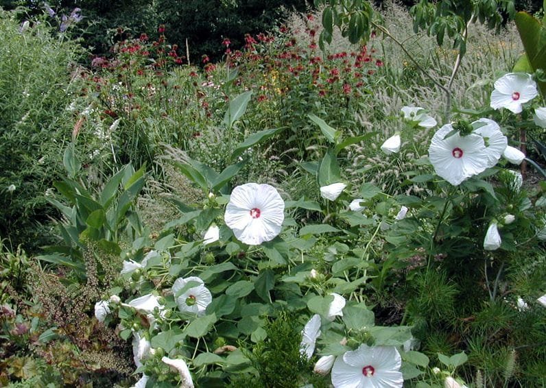 hibiscus moscheutos