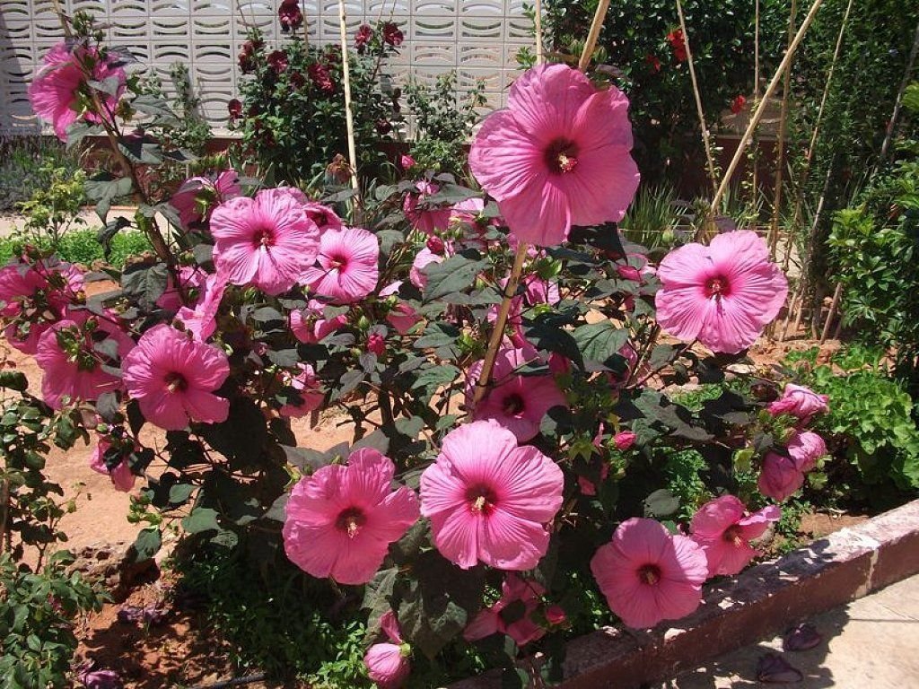 hibiscus moscheutos