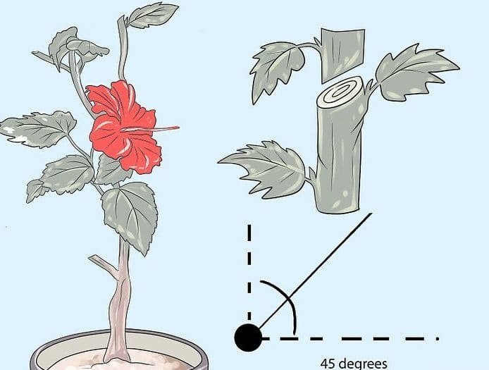 hibiscus rosa-sinensis